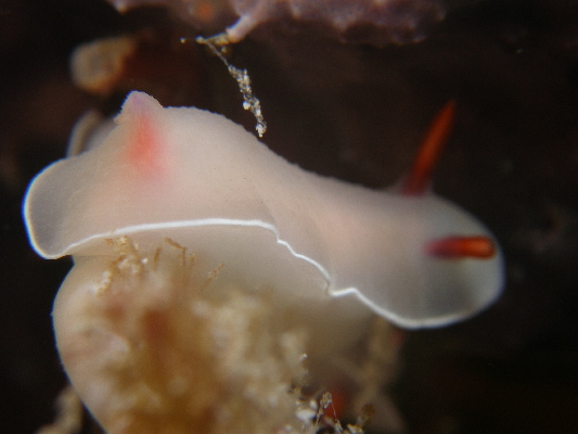 image11
