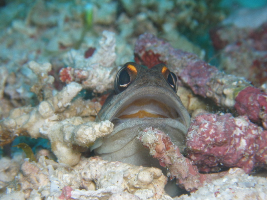 image15
