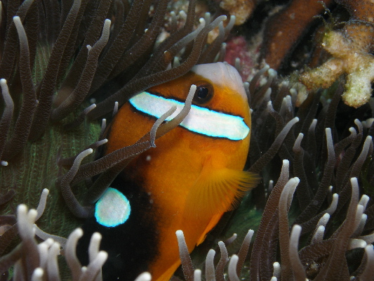 image4