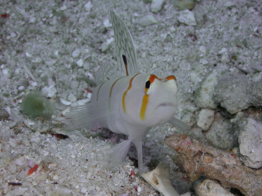 image31