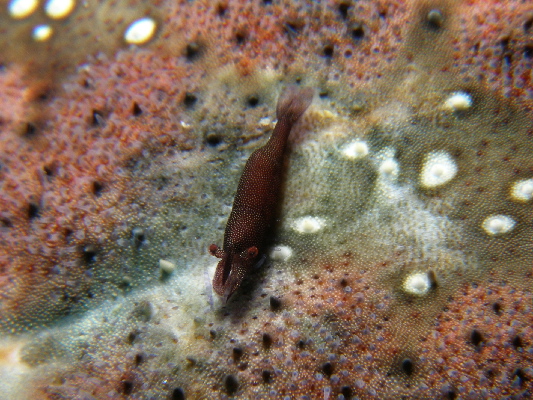 image46
