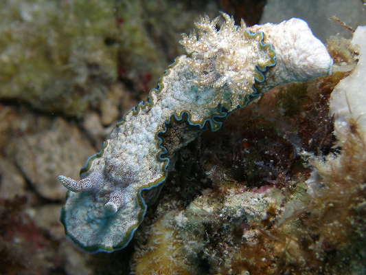 image56