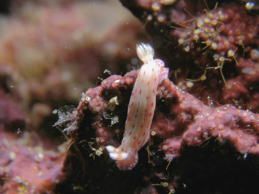 image66