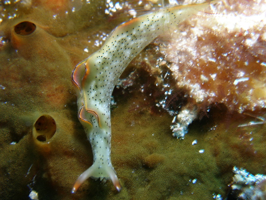 image69