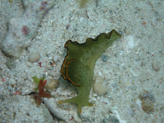 image7