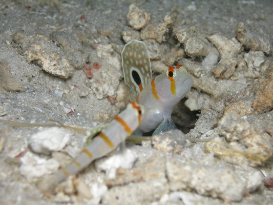image74