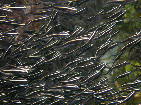 image8