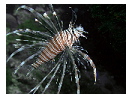 thumbnail25