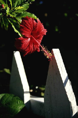 image12