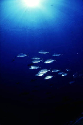 image21